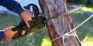 How Our Tree Care Process Works  in  Chubbuck, ID