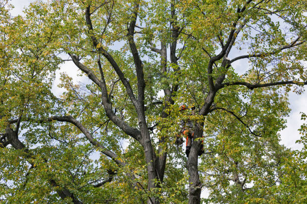 Trusted Chubbuck, ID Tree Removal Services Experts